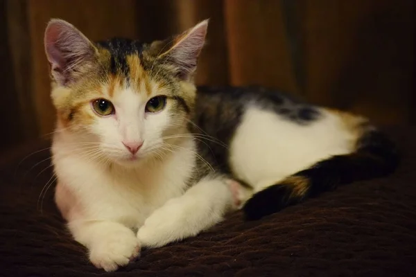 カメラを見ている可愛い猫の美しいショット — ストック写真