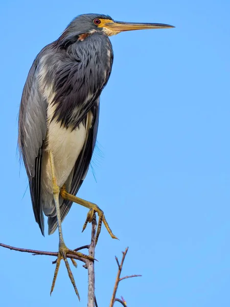 Ένα Κοντινό Πλάνο Ενός Τρίχρωμου Egret — Φωτογραφία Αρχείου
