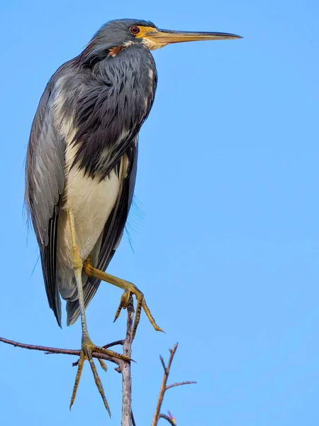 Nahaufnahme Eines Dreifarbigen Reihers — Stockfoto