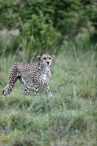 Een Verticaal Schot Van Een Oude Vrouwelijke Cheeta Lopend Door — Stockfoto