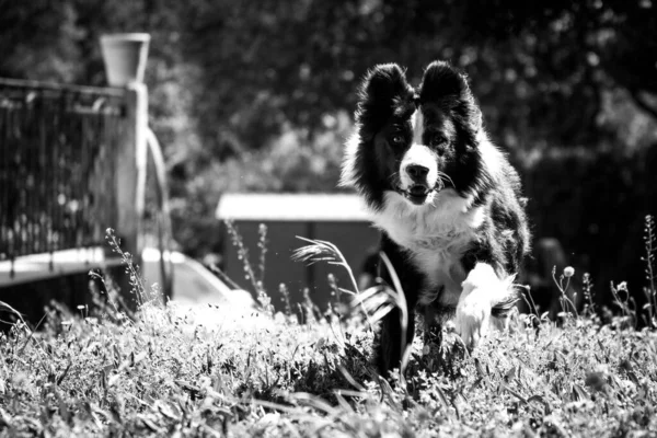 A grayscale of a Border Collie (Canis lupus familiaris) running in a field