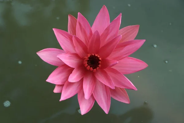 Ένα Κοντινό Πλάνο Ενός Ροζ Λουλουδιού Lotus Στο Νερό Ένα — Φωτογραφία Αρχείου