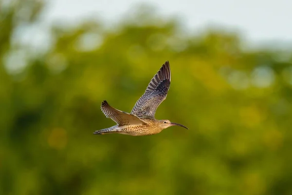 Beautiful Shot Eurasian Whimbrel Flying — Stock Photo, Image