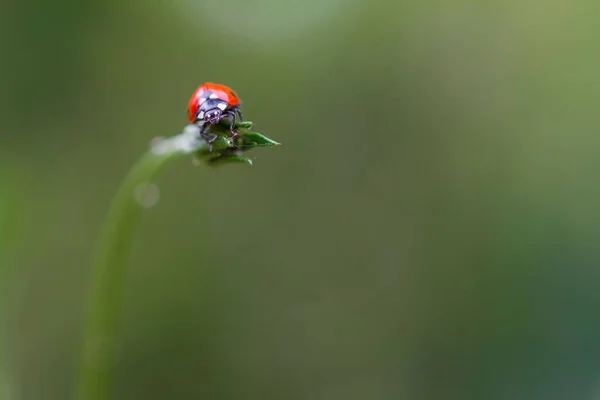 Sebuah Close Dari Ladybird Seven Spot Coccinella Septempunctata Pada Tunas — Stok Foto