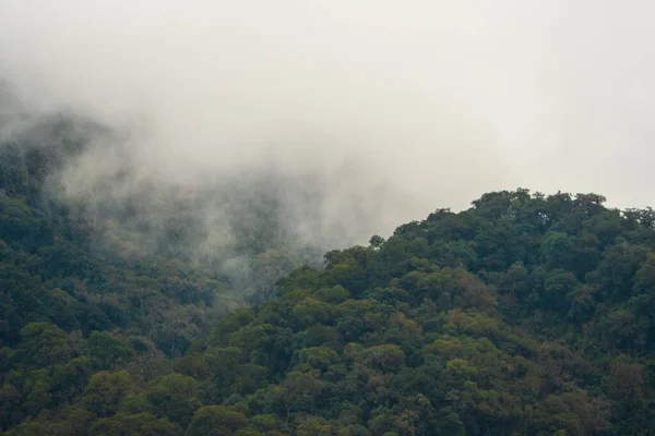 霧の森の山 — ストック写真