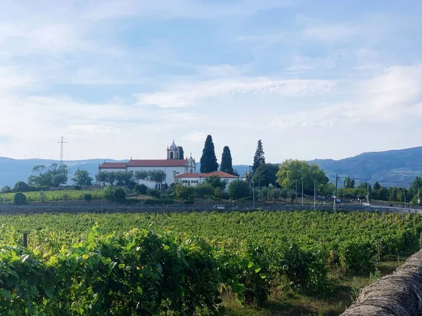 背景にマシュー教会と緑のブドウ畑 ポルトガルのヴィラ レアル — ストック写真