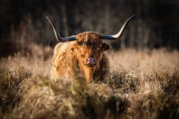乾燥した草の牧草地で捕獲された大きな角を持つスコットランドの高地の牛の肖像画 — ストック写真