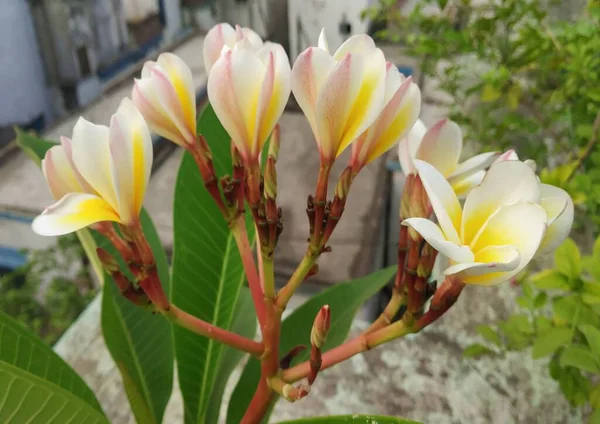 Крупним Планом Ніжні Квіти Сливи Франгіпані Захоплені Саду — стокове фото