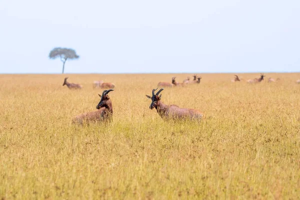 アフリカのサバンナを見回す長い角を持つ野生のトピスのクローズアップショット — ストック写真
