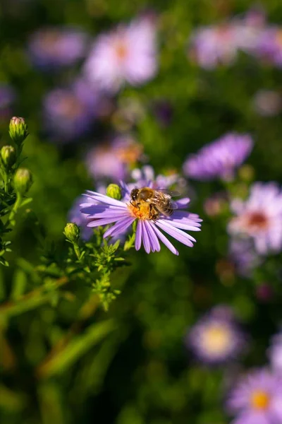 Vacker Utsikt Över Ett Honungsbi Den Lila Blomman Trädgården — Stockfoto