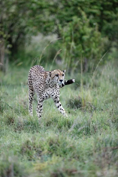 肯尼亚马赛马拉的草丛中 一只年老的雌性猎豹在散步时的垂直镜头 — 图库照片