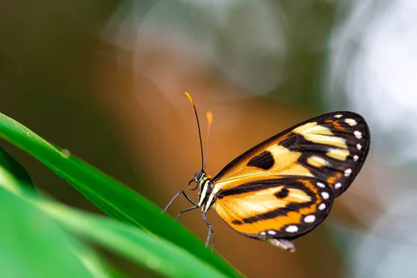 背景にぼやけた庭の緑の葉の上に立つオレンジ色の翼と黒い斑点のある仮説リス蝶のマクロショット — ストック写真