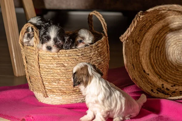 A beautiful shot of four cute puppies in a wicker basket and next to it