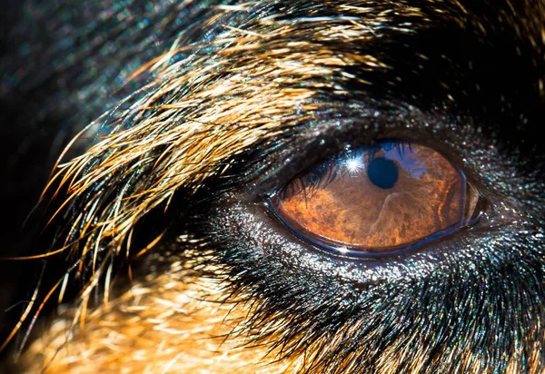 Een Close Shot Van Een Lichtbruine Hond Oog — Stockfoto