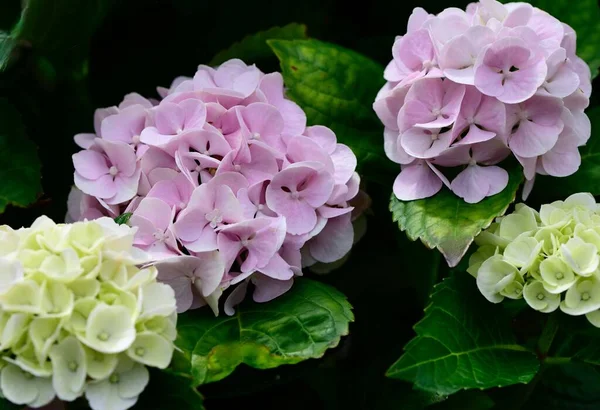 Close Shot Hydrangea Flowers Garden — Stock Photo, Image