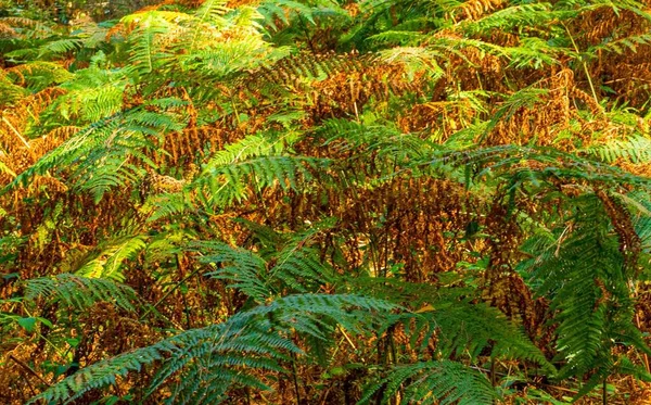 英格兰100英亩森林中蕨类秋天叶子的特写镜头 — 图库照片
