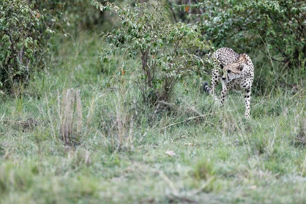Närbild Vacker Kvinnlig Gepard Som Sniffar Vid Buske — Stockfoto