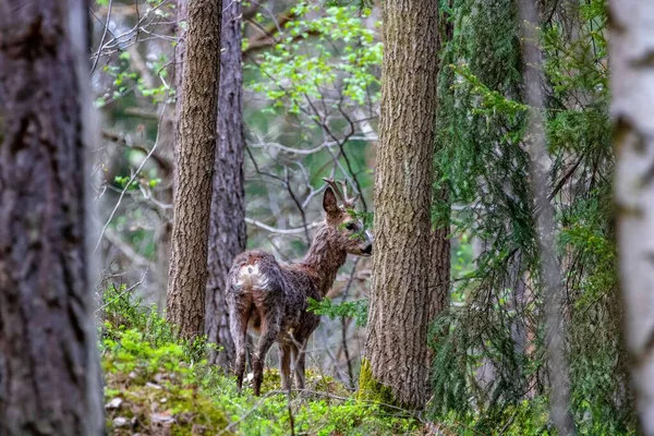 Cerf Sauvage Explorant Forêt Suédoise — Photo
