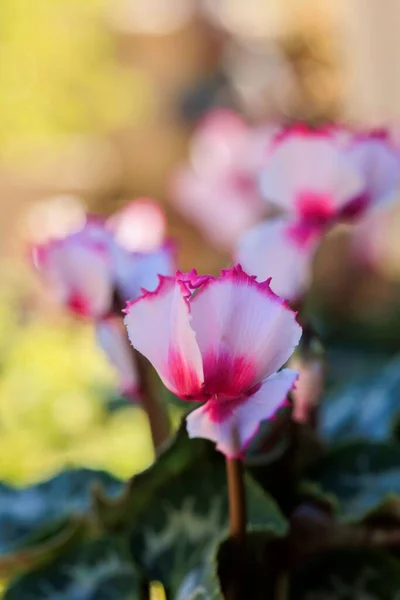 Plan Vertical Fleurs Cyclamen Rose Dans Pot Exposé Dans Une — Photo