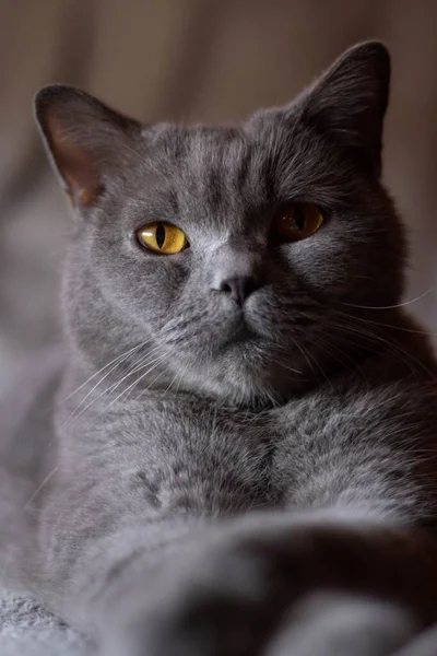 Yatakta Ciddi Gözleri Olan Tüylü Gri Bir Kedinin Dikey Görüntüsü — Stok fotoğraf