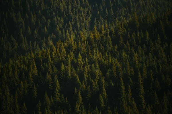 Utsikten Över Skogen Med Frodig Grön Vegetation — Stockfoto