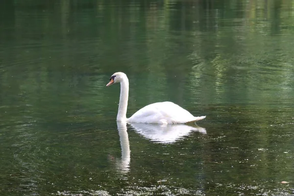 Mute Swan Swimming Reflecting Green Pond Water — Stock Photo, Image