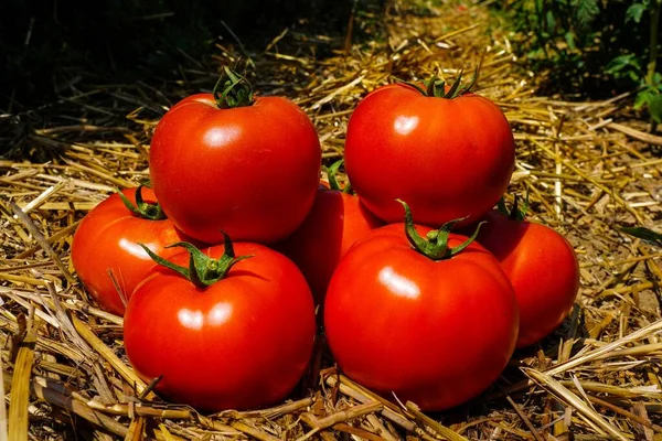 干し草の上に新鮮な熟したトマトの塊 — ストック写真