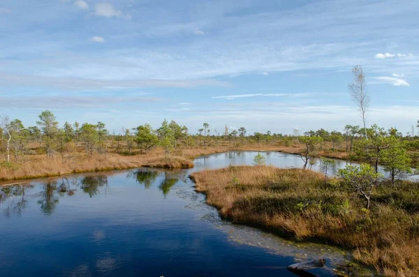 Ein Sumpf Einer Wunderschönen Landschaft Mit Bäumen Die Sich Wasser — Stockfoto