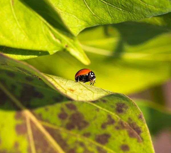 Sağlıksız Bir Yaprağın Üzerindeki Uğur Böceğinin Yakın Plan Görüntüsü — Stok fotoğraf