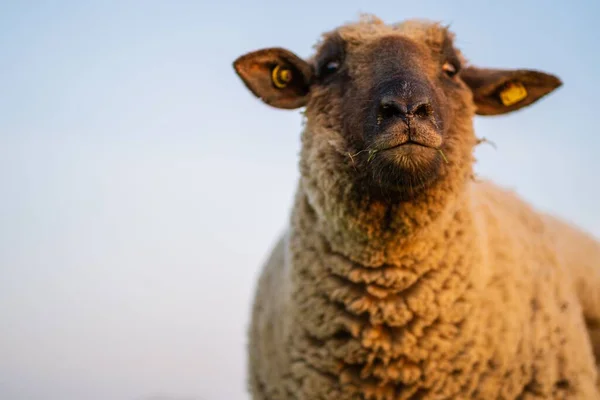 Ένα Πλάνο Μπροστά Από Ένα Χαριτωμένο Suffolk Πρόβατα Κατά Μπλε — Φωτογραφία Αρχείου
