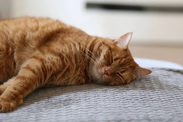 Крупный План Милого Рыжего Котенка Спящего Кровати — стоковое фото