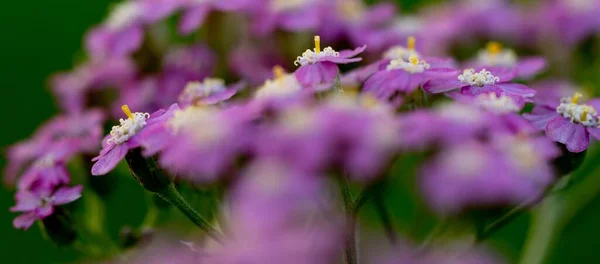 정원에 자주색 — 스톡 사진