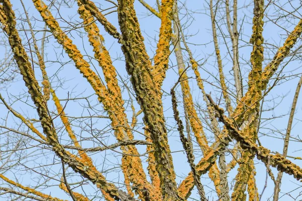 Ett Selektivt Mossigt Träd Grenar Sig Mot Den Blå Himlen — Stockfoto