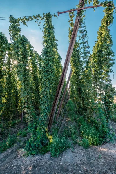Ein Vertikaler Schuss Hopfenplantage Vor Blauem Himmel — Stockfoto
