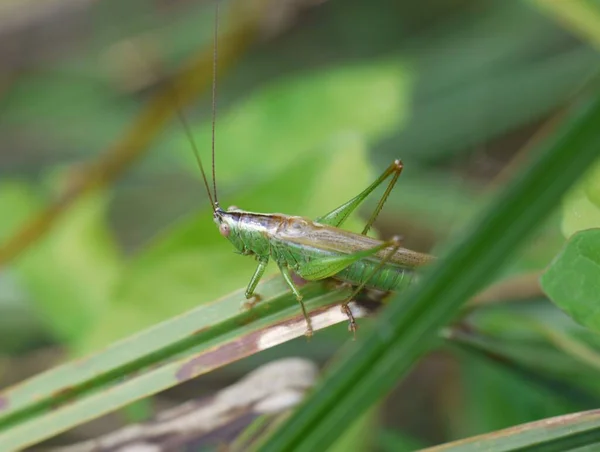 植物叶子上长翅膀的剑蟋蟀的宏观镜头 — 图库照片