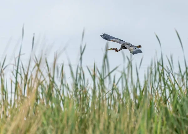 Heron Purpuriu Zburând Peste Teren Umed Iarbă Lungă — Fotografie, imagine de stoc