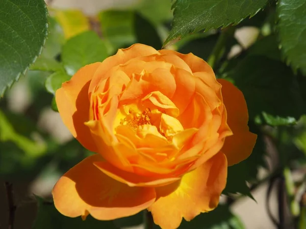 Primer Plano Una Rosa Naranja Bajo Luz Del Sol —  Fotos de Stock