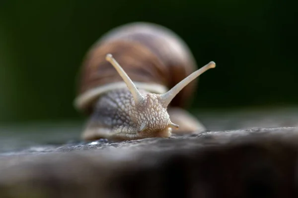 蜗牛在模糊的背景下捕捉到的蜗牛的一种宏观的 有选择的焦点 — 图库照片
