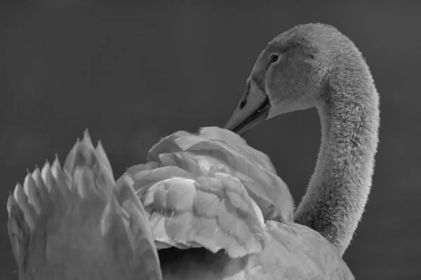 白鳥の大規模なクローズアップ撮影 — ストック写真