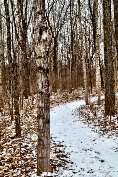 Tiro Vertical Uma Passarela Coberta Neve Muitas Árvores Secas Dia — Fotografia de Stock