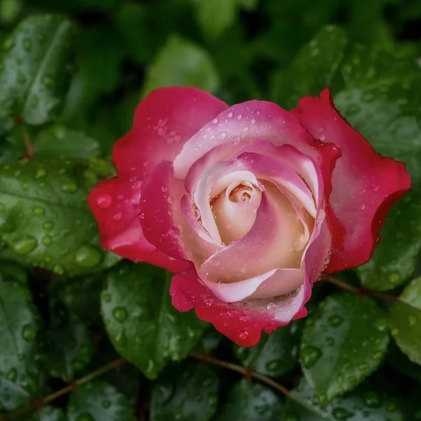 Ένα Κοντινό Κόκκινο Τριαντάφυλλο Σταγόνες Βροχής Και Πράσινα Φύλλα — Φωτογραφία Αρχείου