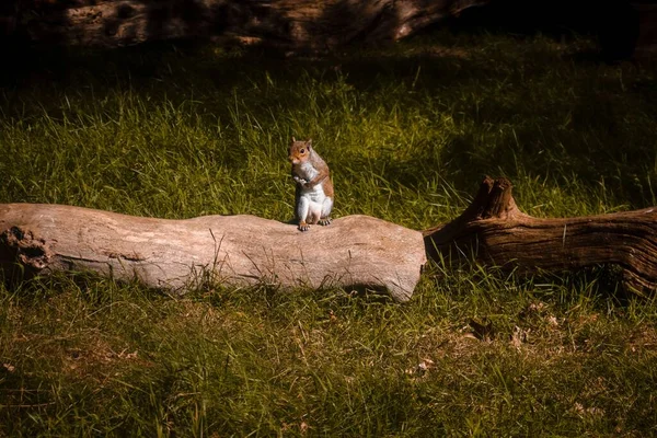 Pequeno Esquilo Bonito Parque — Fotografia de Stock