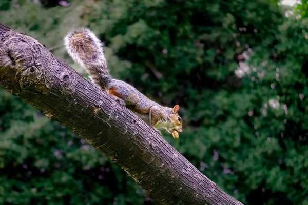 Das Süße Kleine Eichhörnchen Park — Stockfoto
