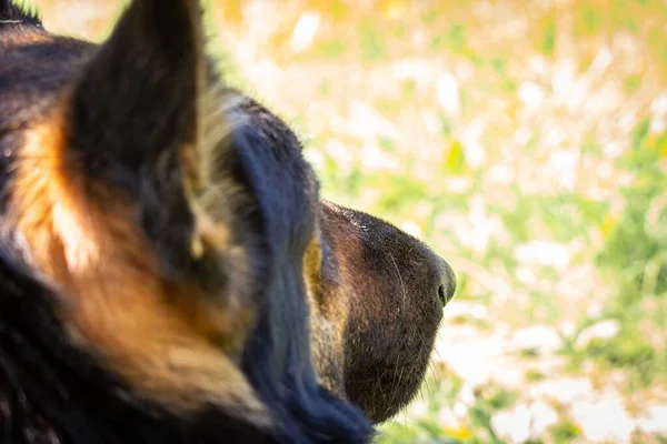 Een Closeup Van Een Duitse Herder Hond Gevangen Van Achteren — Stockfoto