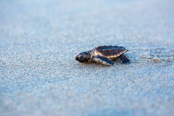 Malá Dřevorubecká Mořská Želva Pohybující Pískem — Stock fotografie