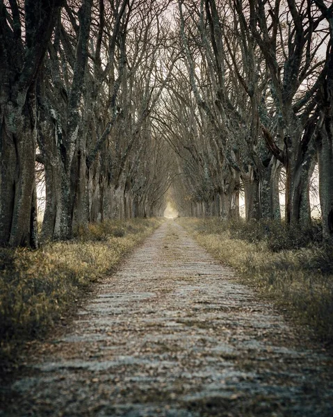 Вертикальний Знімок Стежки Лісі Вкритому Голими Деревами Під Сонячним Світлом — стокове фото