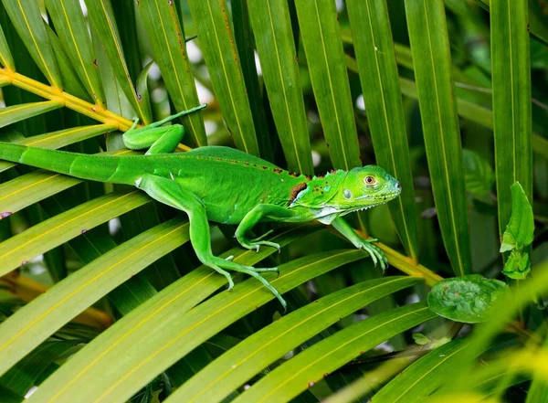 ヤシの葉に小さな緑色のイグアナが尻尾を見せている — ストック写真