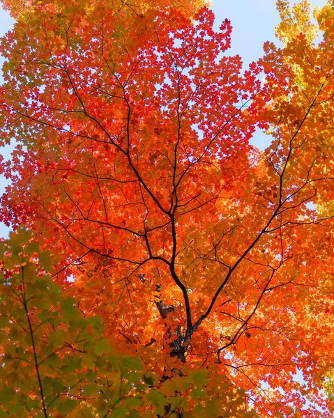Eine Nahaufnahme Von Herbstbäumen — Stockfoto