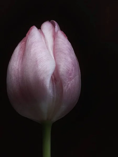 Вертикальный Крупным Планом Снимок Розового Тюльпана Черном Фоне — стоковое фото
