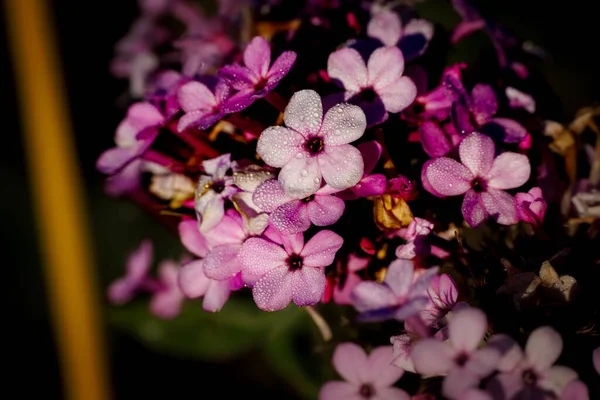 Μια Κοντινή Φωτογραφία Μοβ Λουλούδια Στον Κήπο — Φωτογραφία Αρχείου